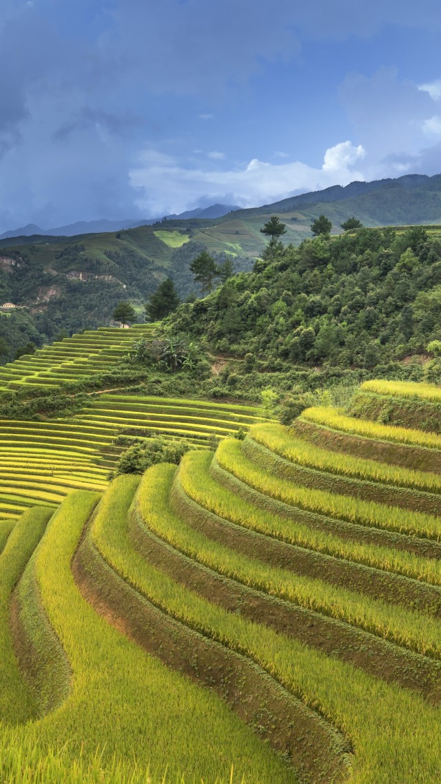 Рисовые террасы, Китай, Rice Terrace, China, 5K (vertical)