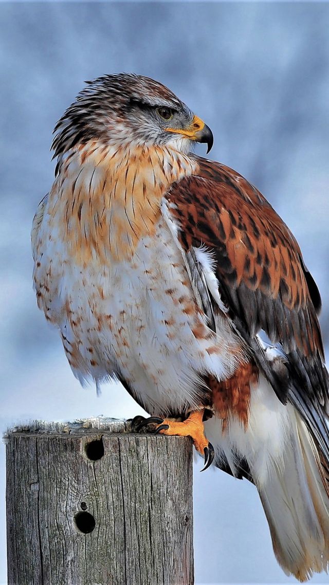 Королевский ястреб, Ferruginous Hawk, bird, winter, snow, 4K (vertical)