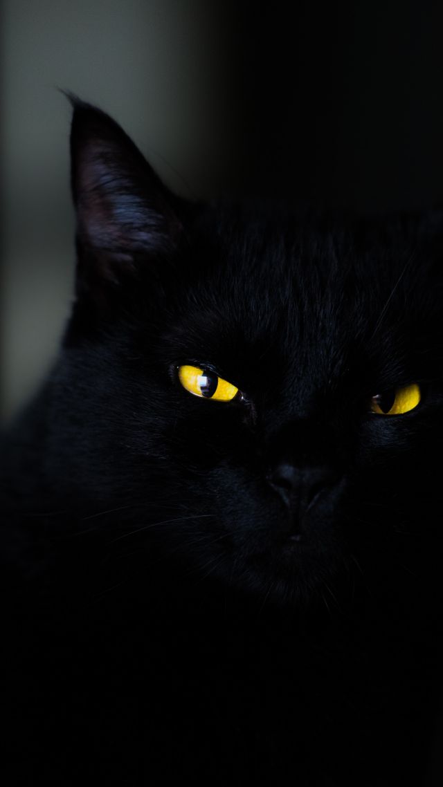 кот, глаза, cat, black, yellow, eyes, 4K (vertical)