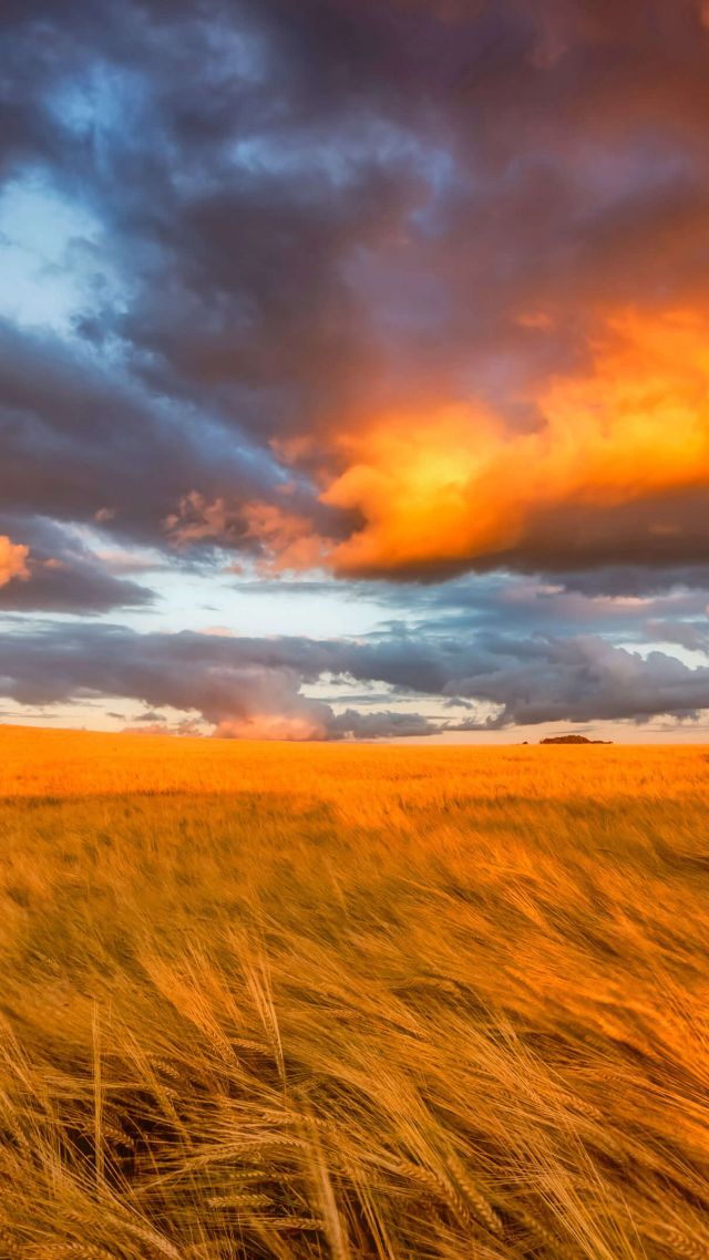поле, Шотландия, закат, field, East Lothian, Scotland, sunset, 4K (vertical)
