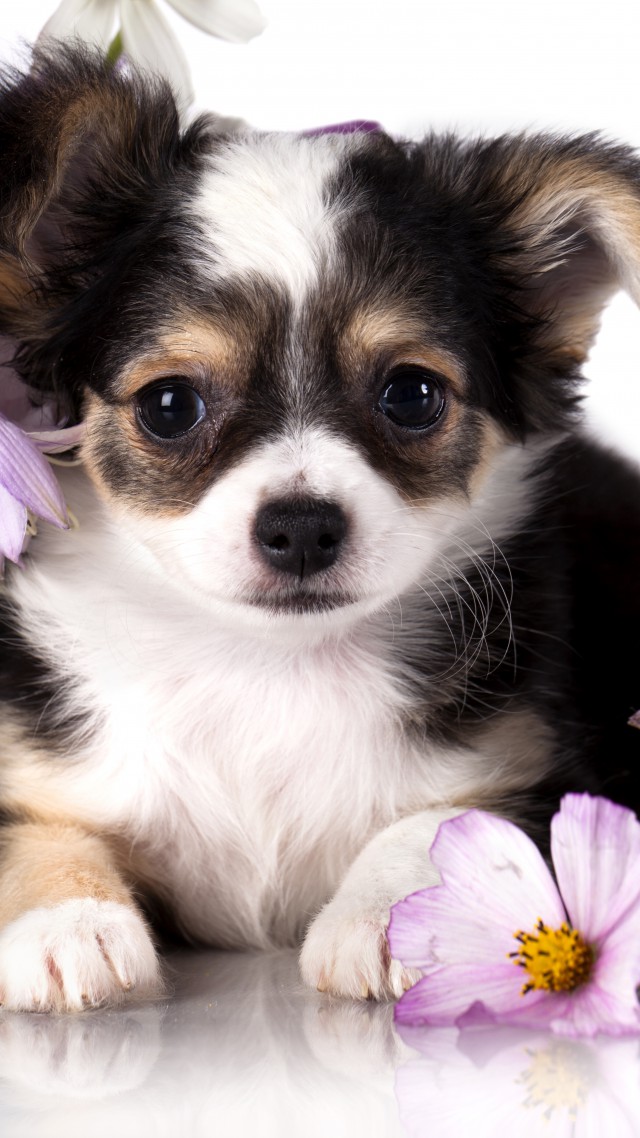 Чихуахуа, щенок, собака, цветок, животное, Chihuahua, puppy, dog, flower, animal (vertical)