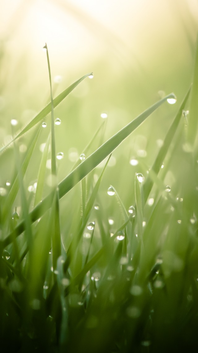 Трава, 4k, HD, зеленая, роса, капли, солнце, лучи, Grass, 4k, HD wallpaper, green, drops, dew, sun, rays (vertical)