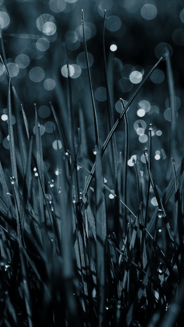 Трава, 4k, HD, голубая, капли, роса, Grass, 4k, HD wallpaper, blue, dew, drops (vertical)