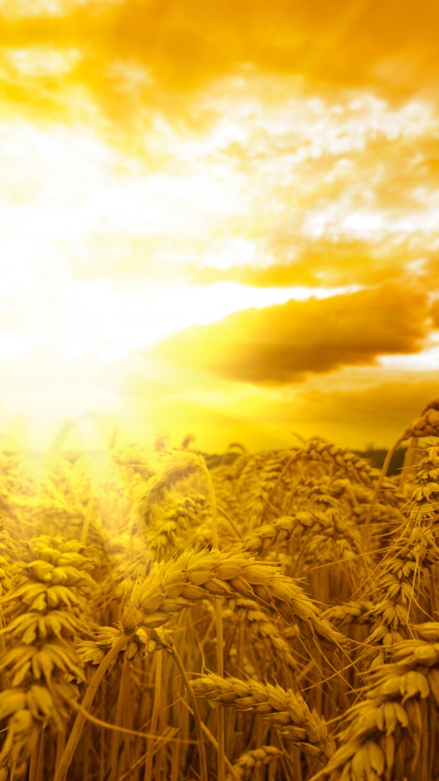 Пшеница, 5k, 4k, колосья, солнце, небо, желтый, Ears, 5k, 4k wallpaper, wheat, sun, sky, yellow (vertical)