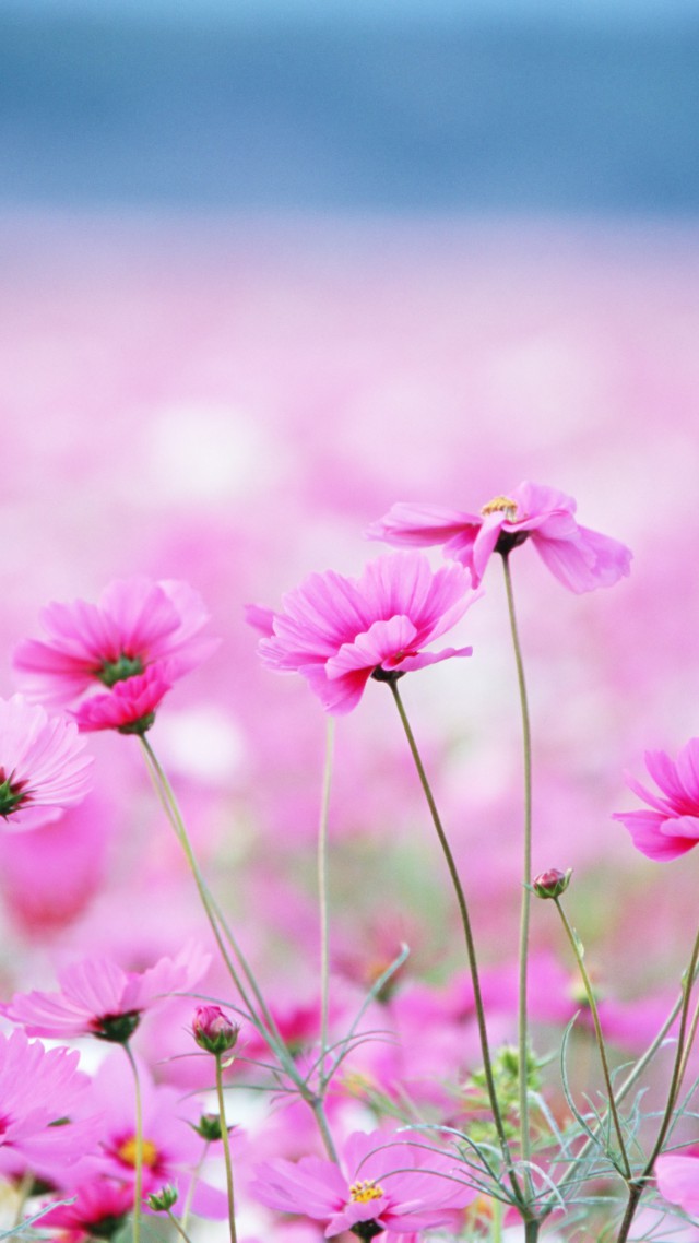 Полевые цветы, HD, 4k, поле, розовый, цветок, Wildflowers, HD, 4k wallpaper, field, pink, flower (vertical)