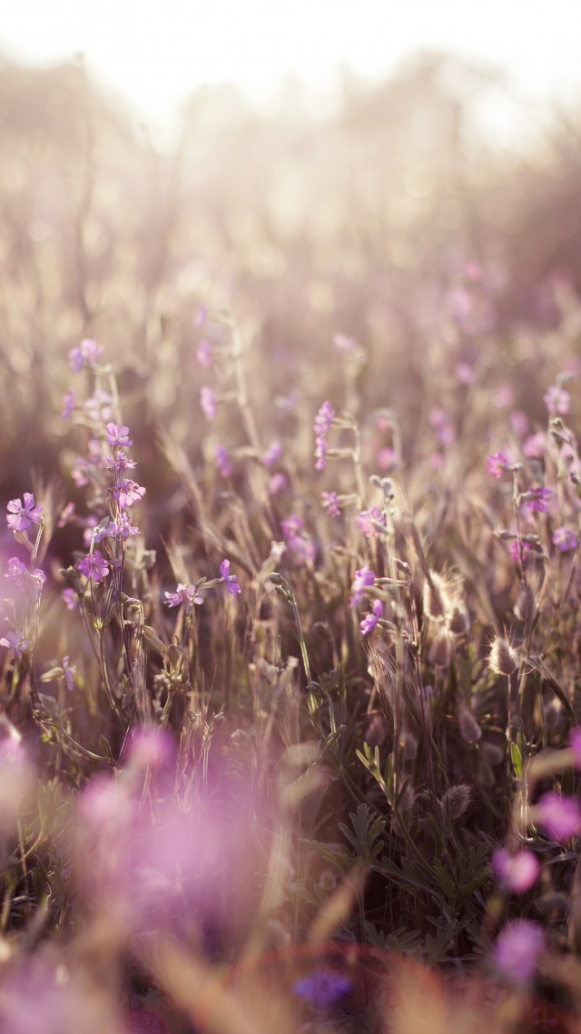 Поле, 5k, 4k, цветы, солнце, фиолетовый, Field, 5k, 4k wallpaper, flowers, sun, purple (vertical)