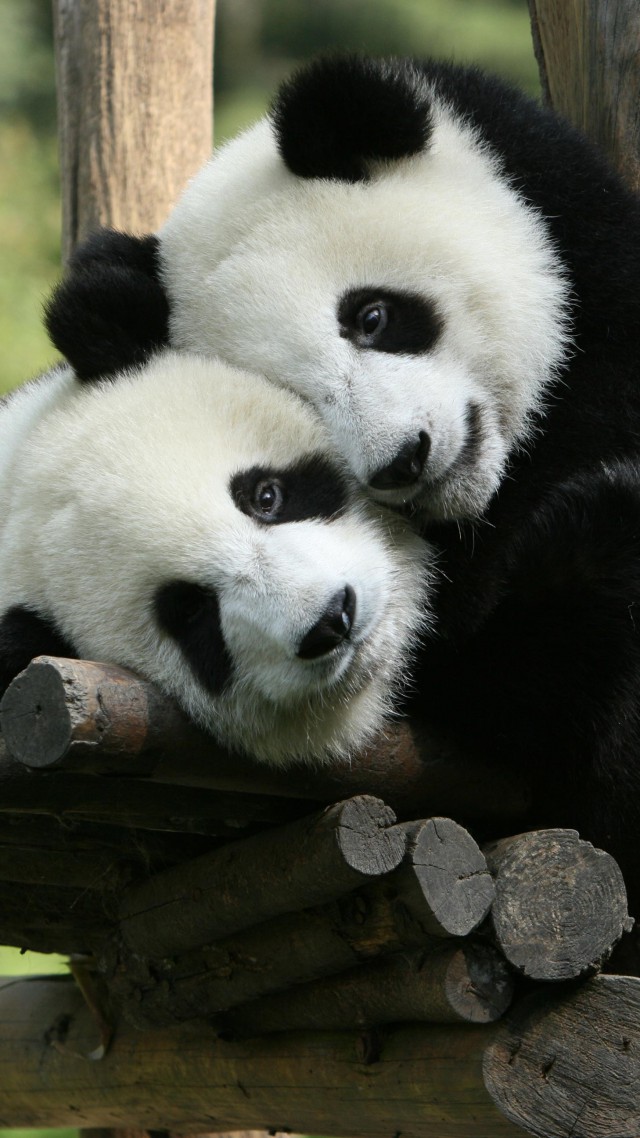 Панда, зоопарк, Китай, Panda, Giant Panda Zoo, China, Cute animals (vertical)