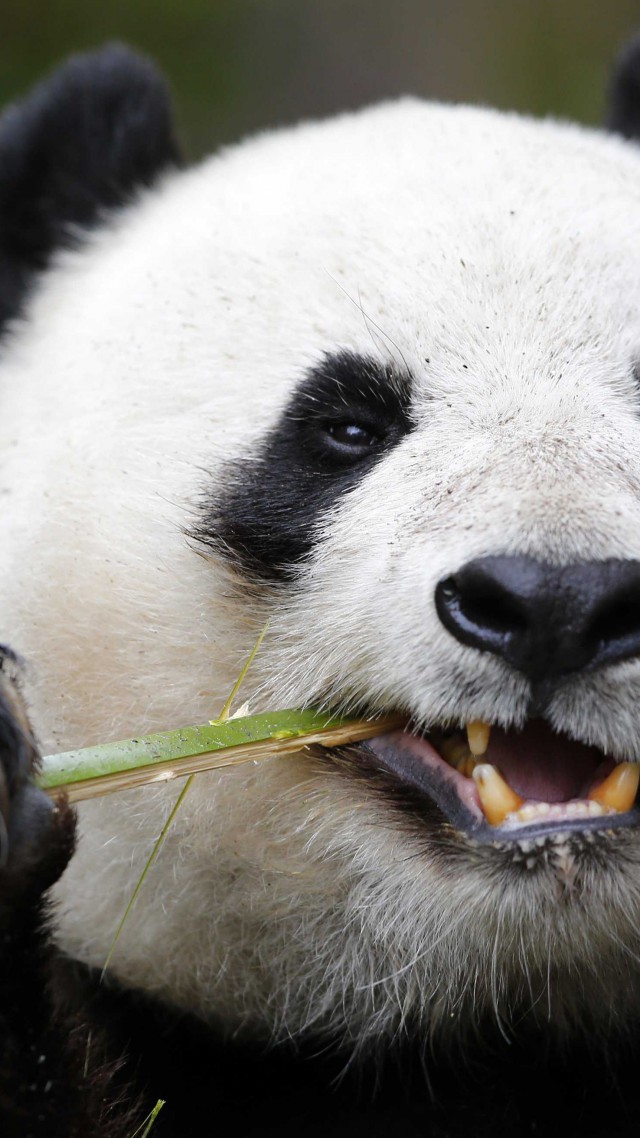 Панда, зоопарк, Китай, Panda, Giant Panda Zoo, Cute animals (vertical)