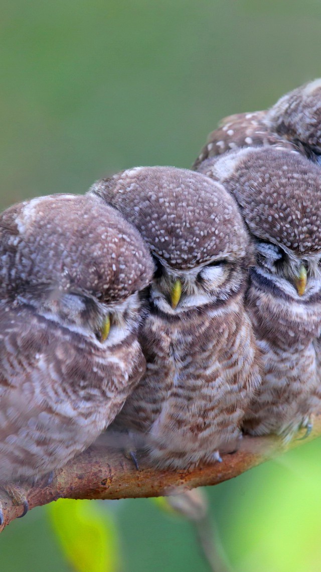 Пятнистая сова, совы, птицы, мама, малыши, милые животные, Spotted owl, owls, birds, mom, babes, Cute animals (vertical)