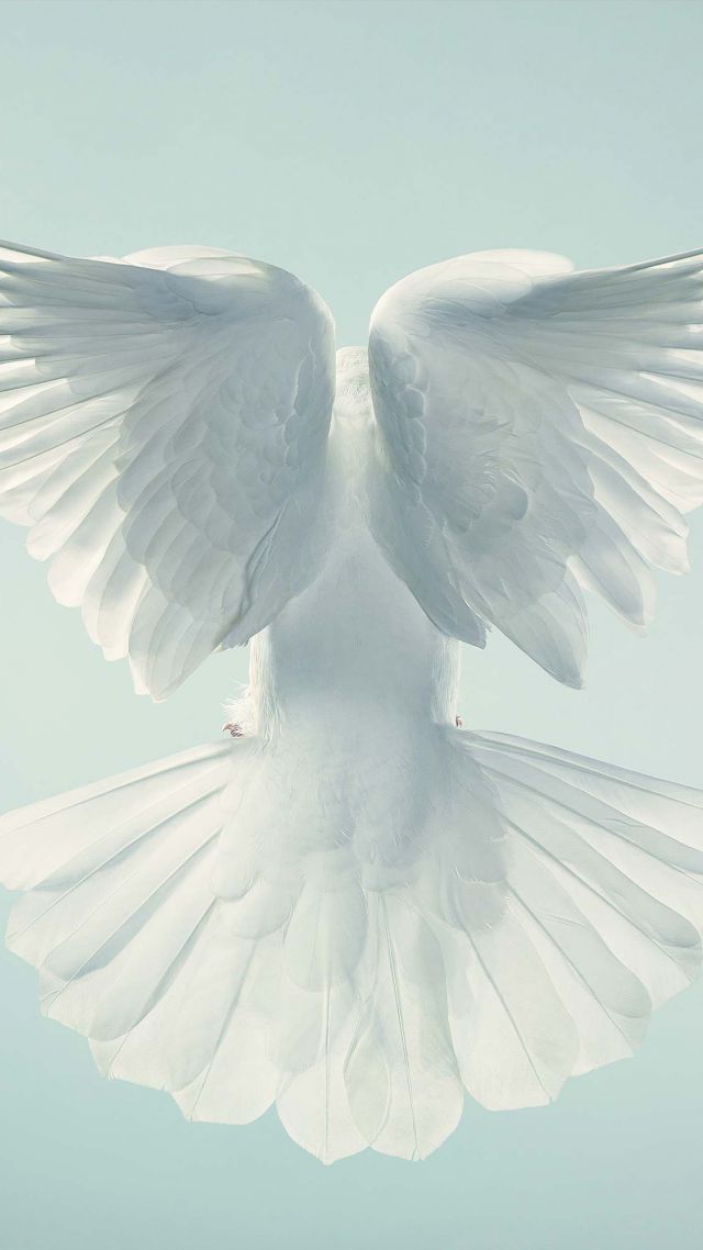 Голубь, полет, небо, Dove, pigeon, flight, sky (vertical)