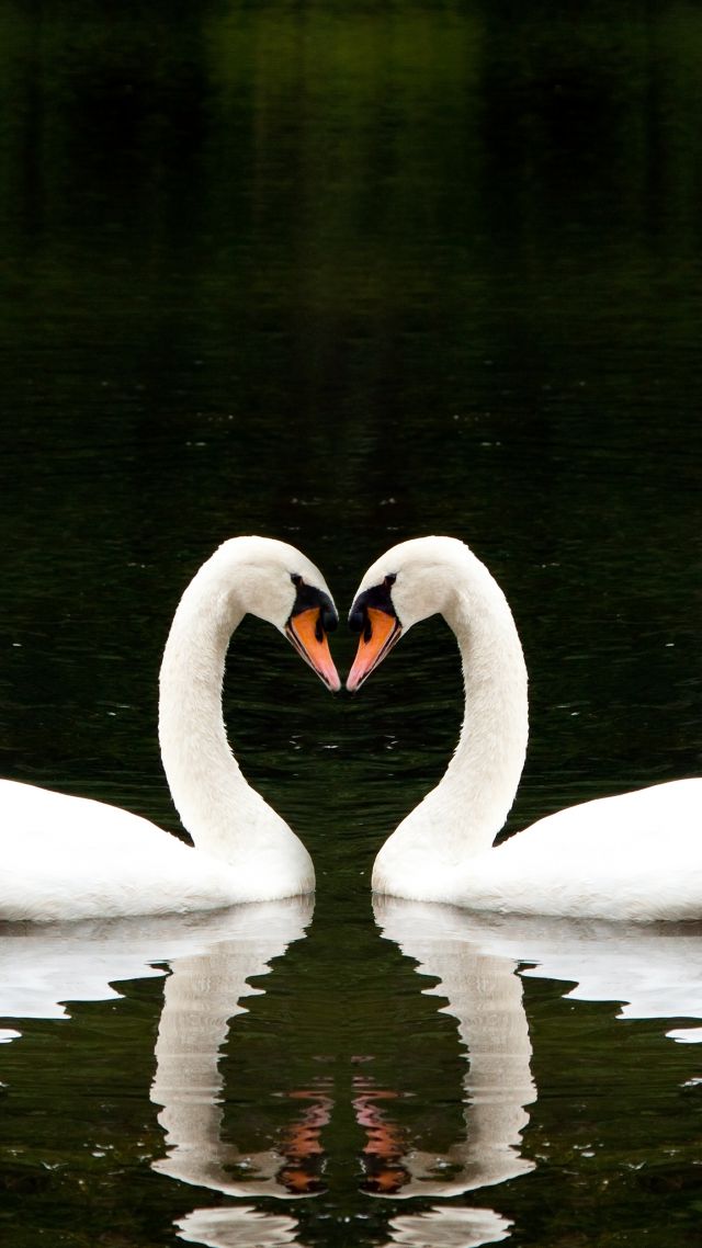Лебедь, пара, озеро, милые животные, любовь, Swan, couple, lake, cute animals, love (vertical)