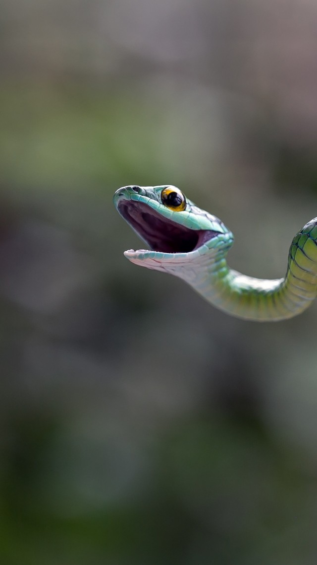 Узкоголовая мамба, змея, макро, размытость, Eastern green mamba, snake, macro, blur (vertical)