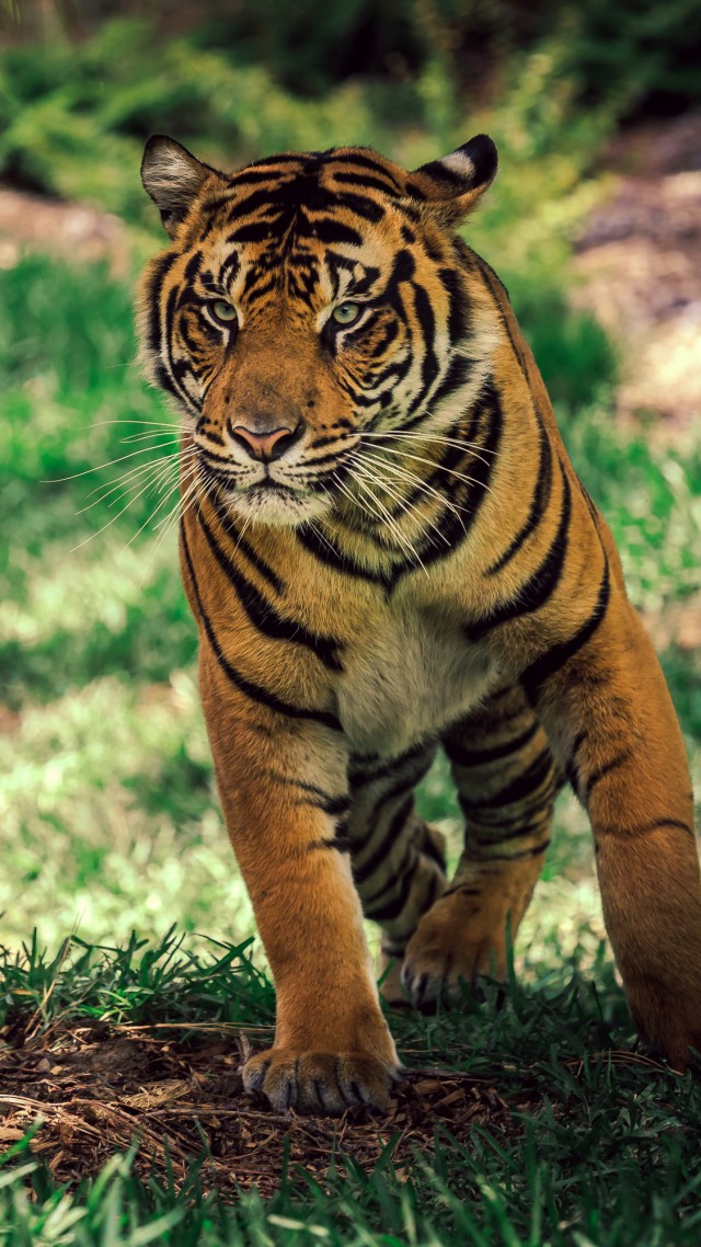 тигр, саваннa, милые животные, Tiger, savanna, cute animals (vertical)