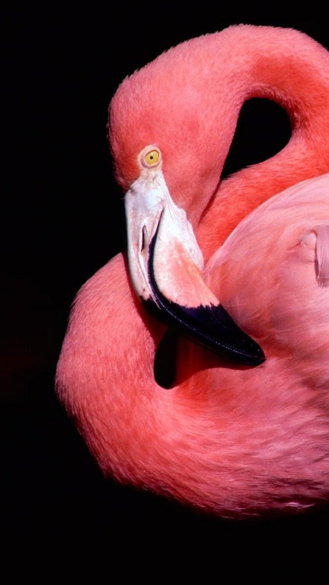 Фламинго, милые животные, розовый, Flamingo, cute animals, pink (vertical)
