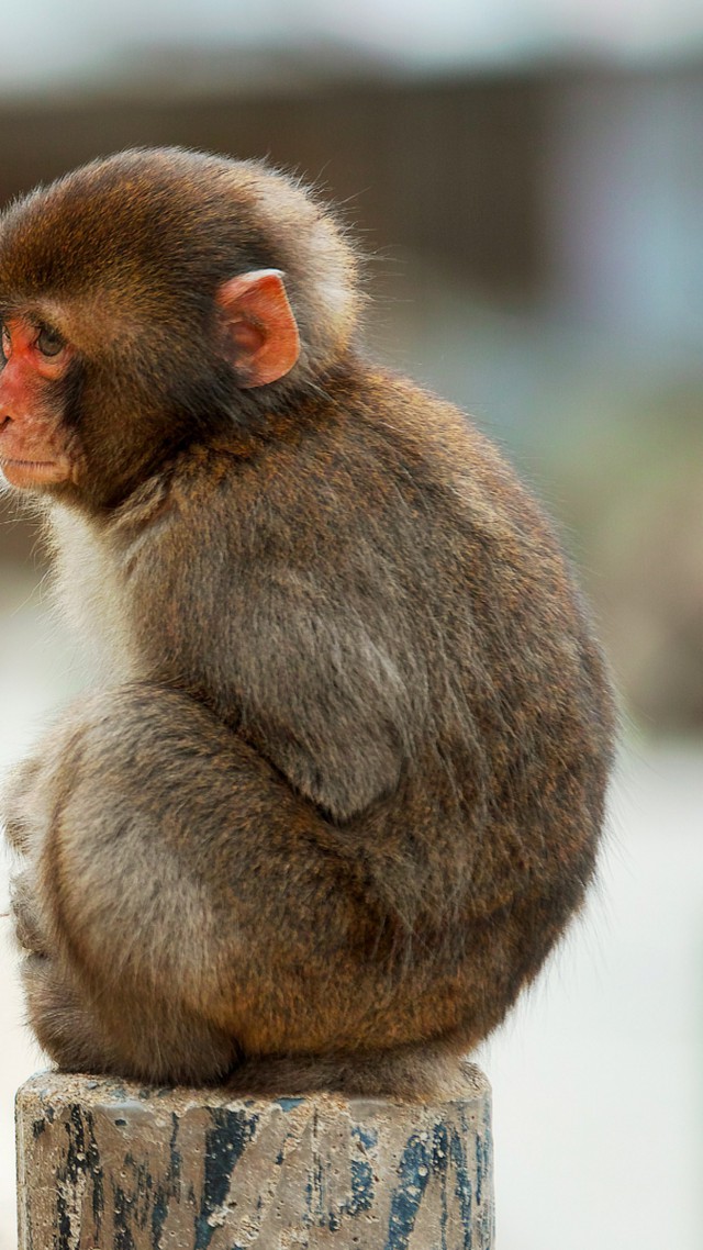 Макаки, обезьяна, милые животные, забавный, Macaque, monkey, cute animals, funny (vertical)