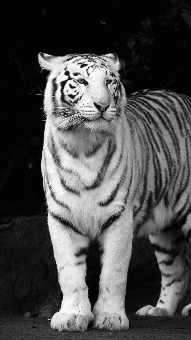 Тигр, взгляд, милые животные, Tiger, look, cute animals (vertical)