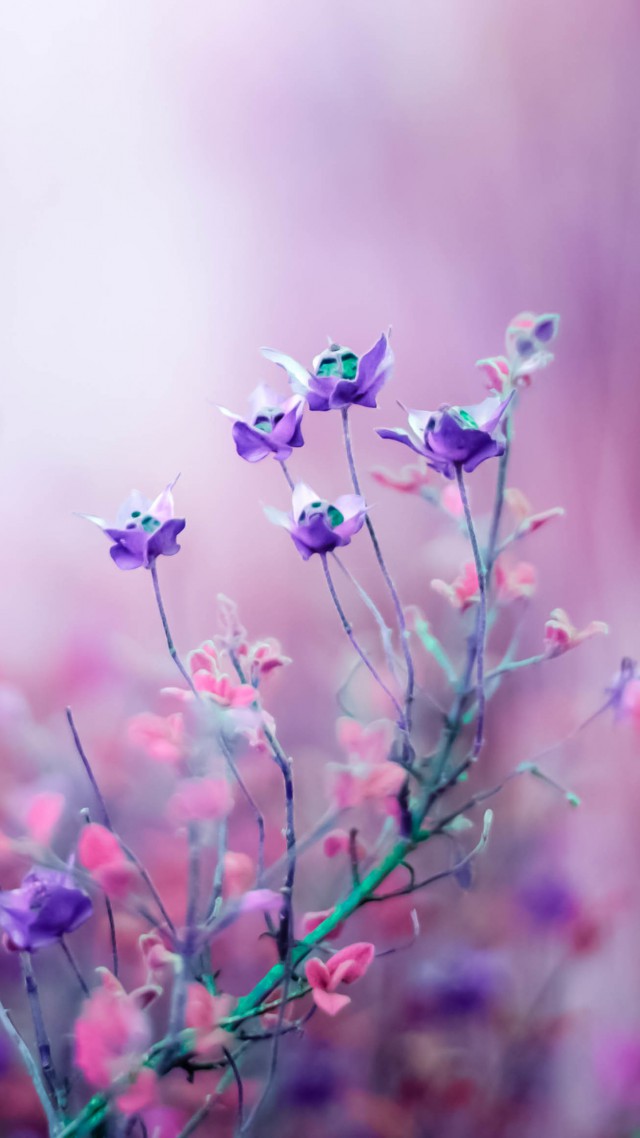 Полевые цветы, 4k, HD, фиолетовый, Wildflowers, 4k, HD wallpaper, purple (vertical)