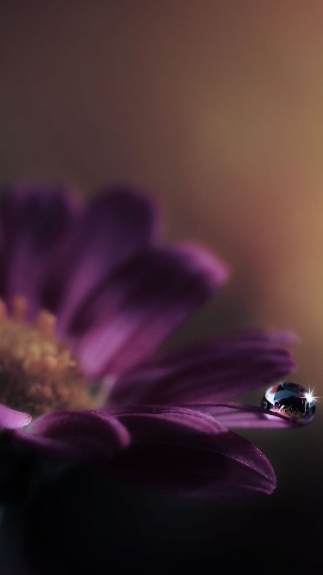 Гербера, HD, 4k, цветок, роса, Gerbera, HD, 4k wallpaper, flower, dew (vertical)