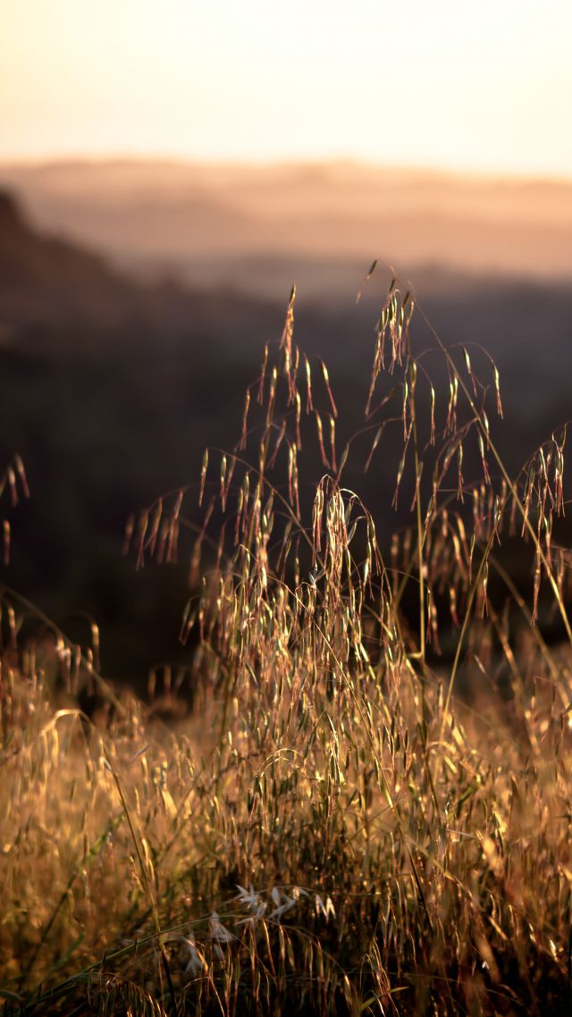 Калифорния, 4k, HD, 8k, Поле, трава, закат, California, 4k, HD wallpaper, 8k, Field, sunset, grass (vertical)