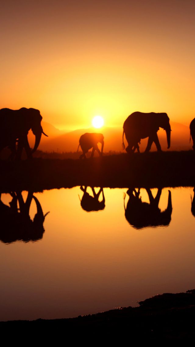 Слон, закат, вода, Elephant, sunset, water (vertical)