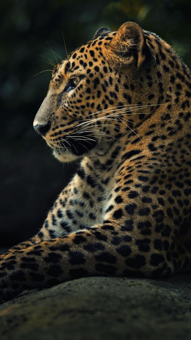 леопард, взгляд, милые животные, Leopard, look, cute animals (vertical)