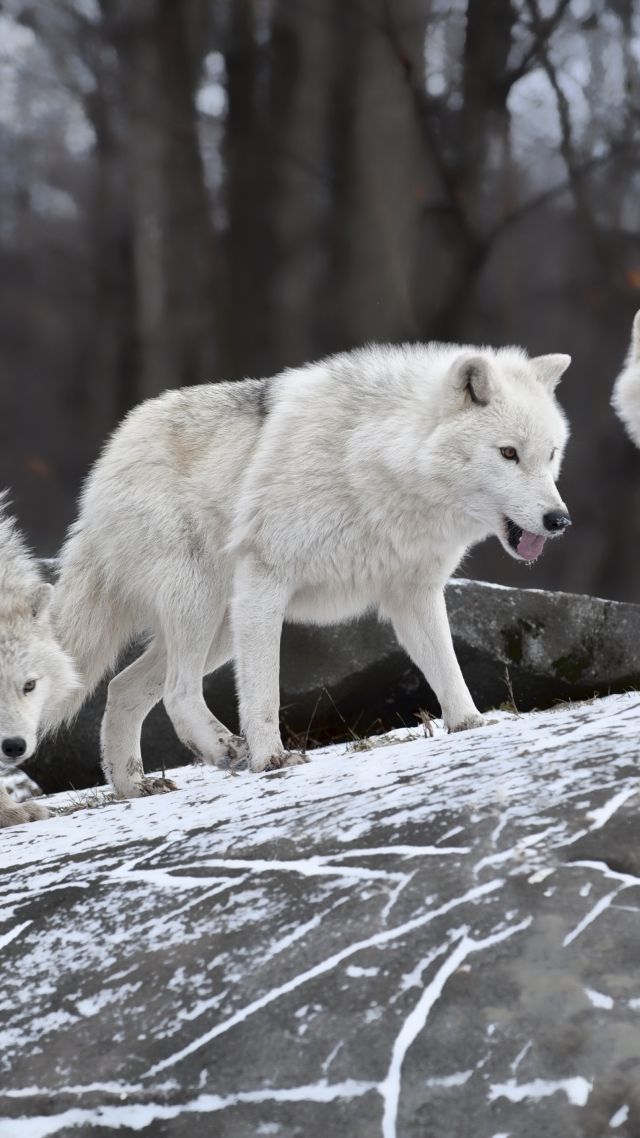 Волк, лес, снег, милые животные, Wolf, forest, snow, cute animals (vertical)