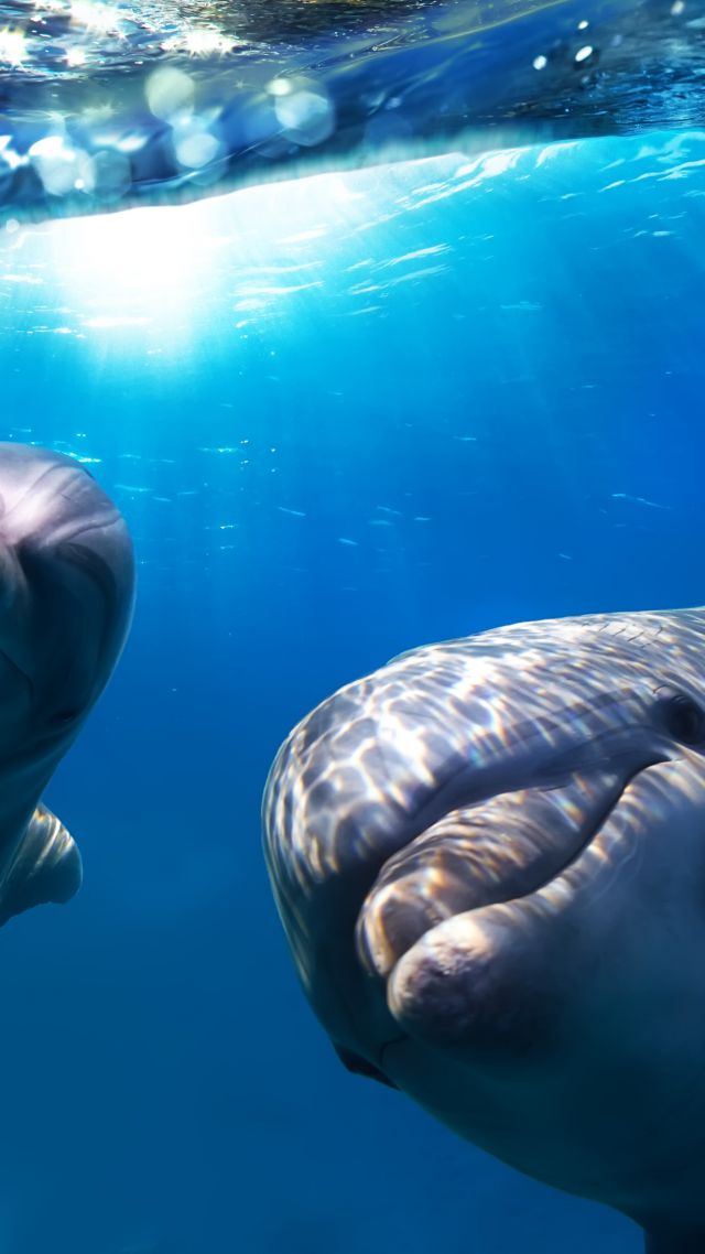 Дельфин, подводный мир, Лучшие места для дайвинга, Dolphin, underwater, Best Diving Sites (vertical)