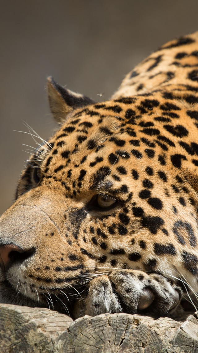 ягуар, взгляд, милые животные, jaguar, look, cute animals (vertical)