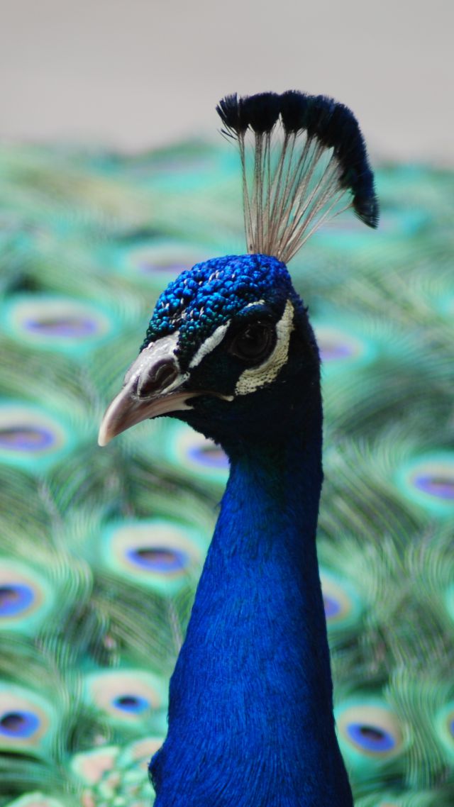 Павлин, перья, Peacock, feathers (vertical)