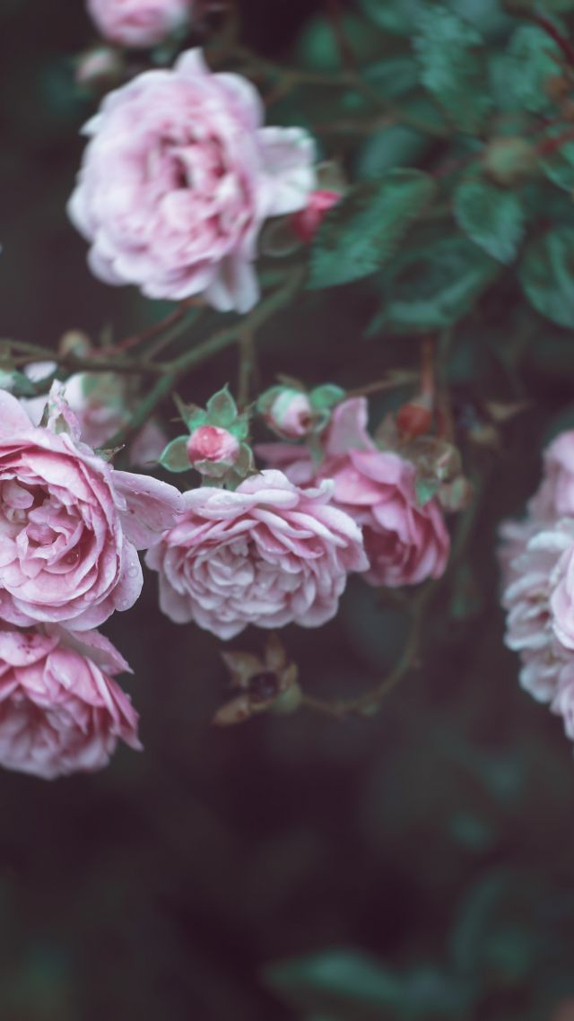 Розы, 4k, HD, 8k, цветы, розовый, Roses, 4k, HD wallpaper, 8k, flowers, pink (vertical)