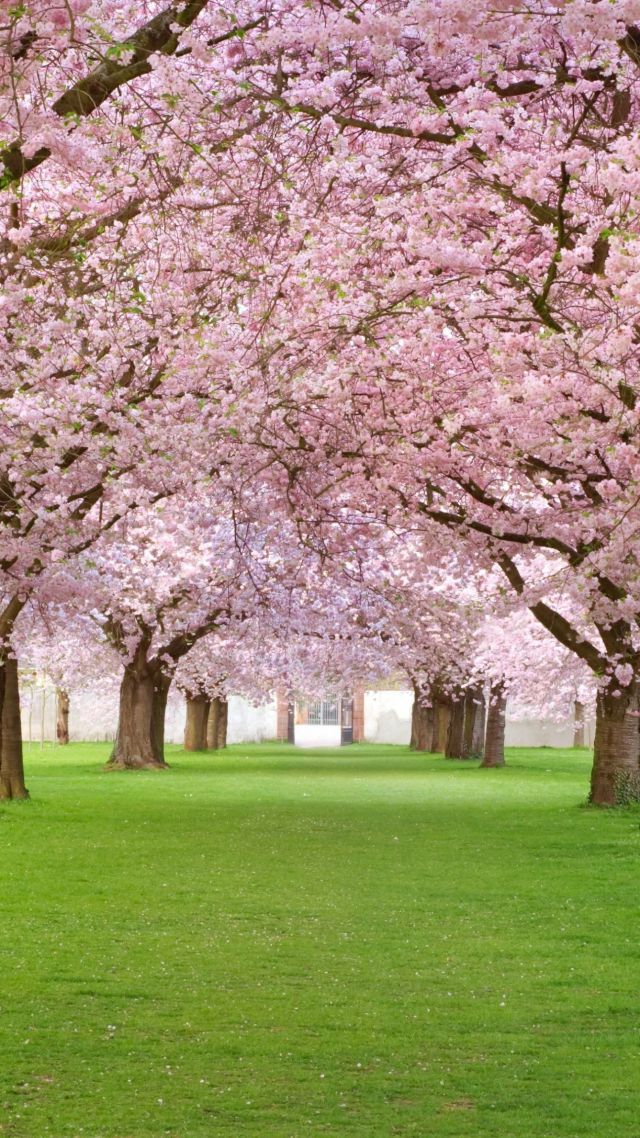 Деревья, 4k, HD, цветы, парк, розовый, Trees, 4k, HD wallpaper, blossom, park, pink (vertical)