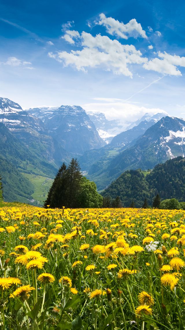 Альпы, 4k, HD, Франция, горы, одуванчик, луга, небо, Alps, 4k, HD wallpaper, France, mountains, dandelion, meadows, sky (vertical)