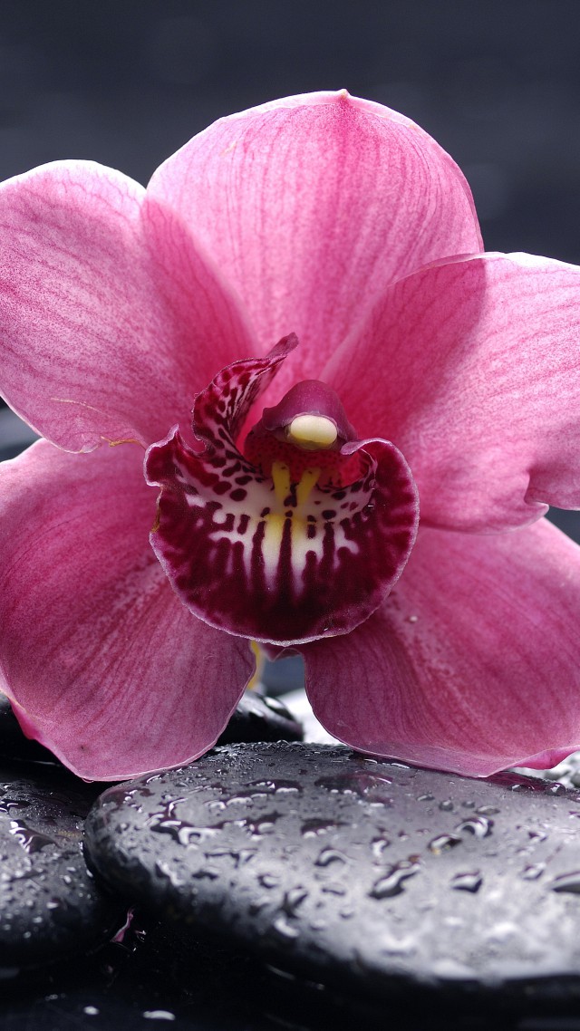 Орхидея, 5k, 4k обои, 8k, HD, цветы, капли, розовый, Orchid, 5k, 4k wallpaper, 8k, HD, flowers, drops, pink (vertical)