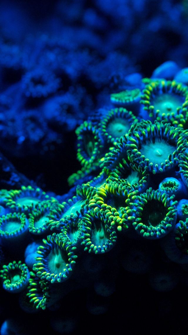 Коралл, 5k, 4k, 8k, Зоантарии, водой, Coral, 5k, 4k wallpaper, 8k, zoanthids, underwater (vertical)