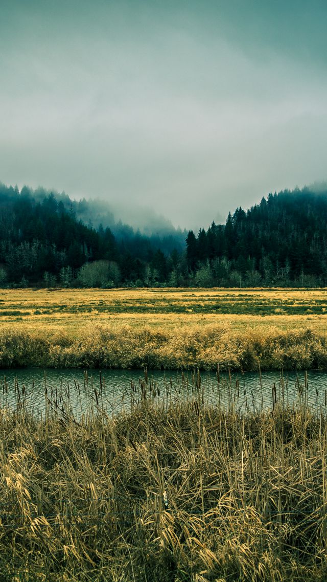 Орегон, 5k, 4k, 8k, небо, река, туман, лес, сосны, Oregon, 5k, 4k wallpaper, 8k, sky, river, fog, forest, pines (vertical)