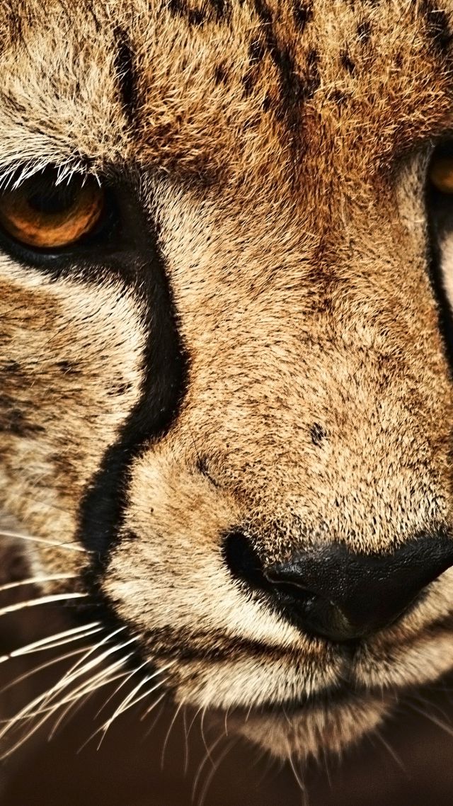 Гепард, взгляд, милые животные, Cheetah, look, cute animals (vertical)