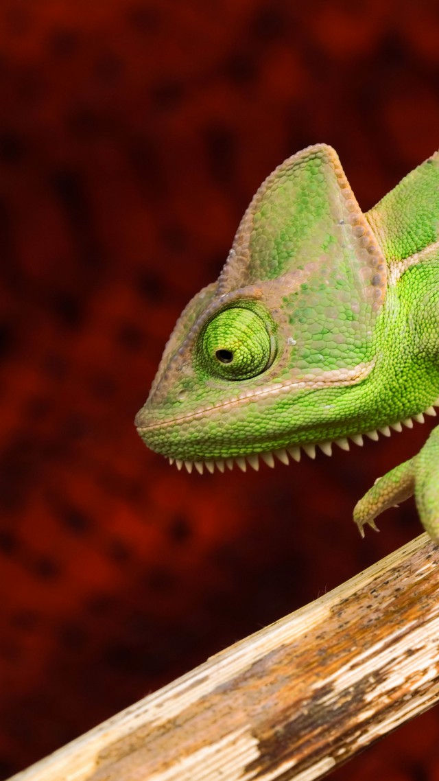Хамелеон, ящерица, зеленый, Chameleon, lizard, green (vertical)