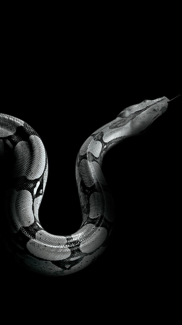 Питон, змея, Python, snake (vertical)