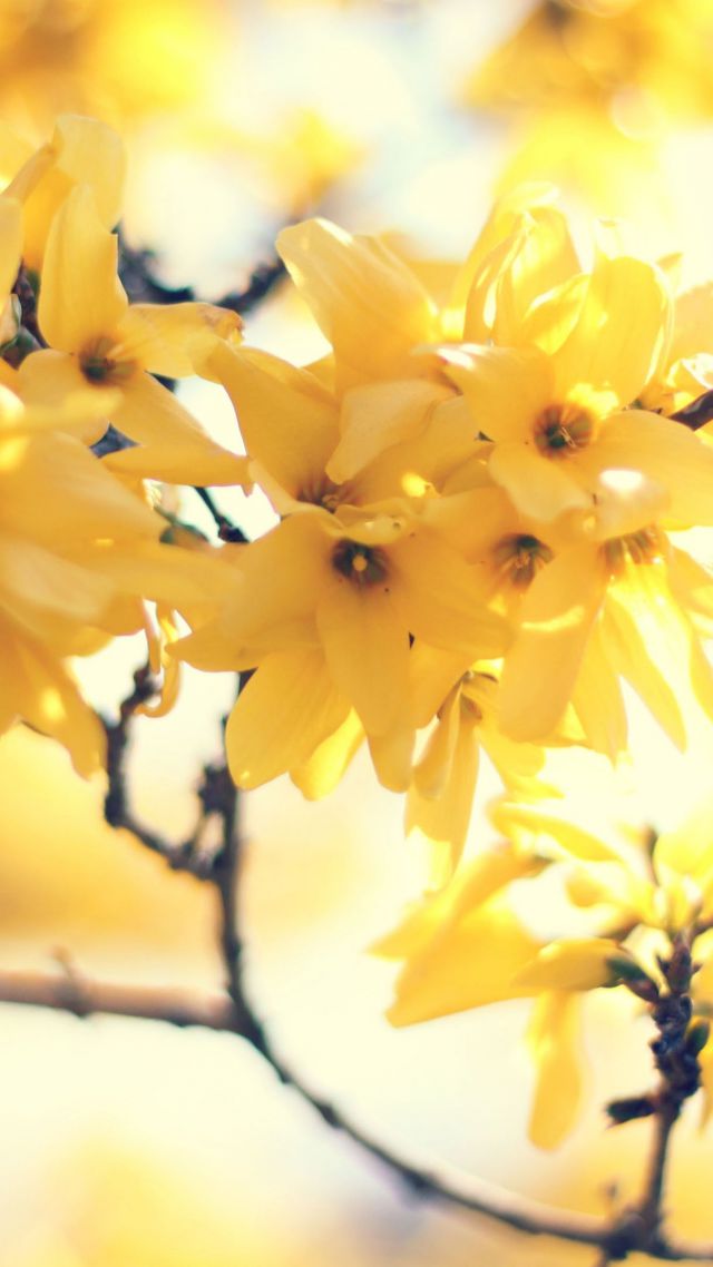 Цветы, 5k, 4k, желтый, филиал, Flowers, 5k, 4k wallpaper, yellow, branch (vertical)