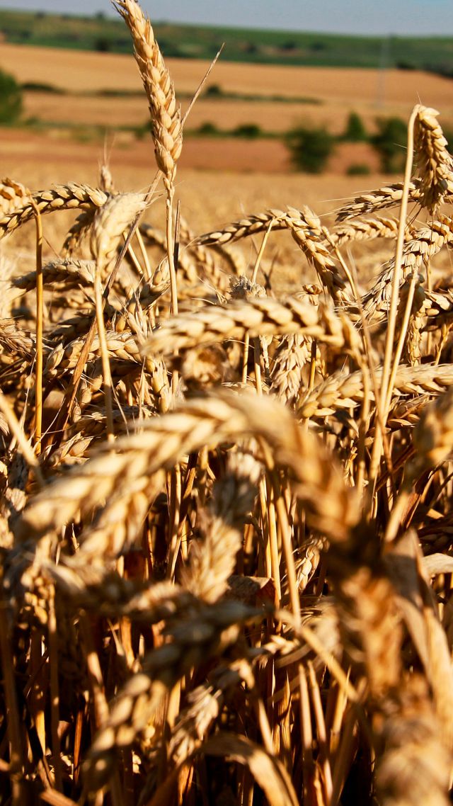 Луга, 5k, 4k, пшеница, поле, Meadows, 5k, 4k wallpaper, wheat, field (vertical)