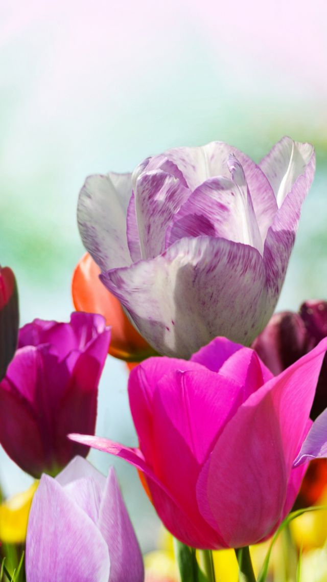 Тюльпаны, 5k, 4k, цветы, розовый, фиолетовый, Tulips, 5k, 4k wallpaper, flowers, pink, purple (vertical)