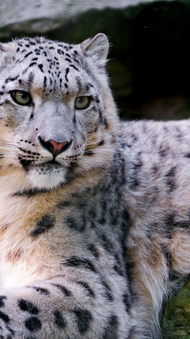снежный леопард, лежит, дикая, природа, глаза, Snow leopard, wild, nature, eyes (vertical)