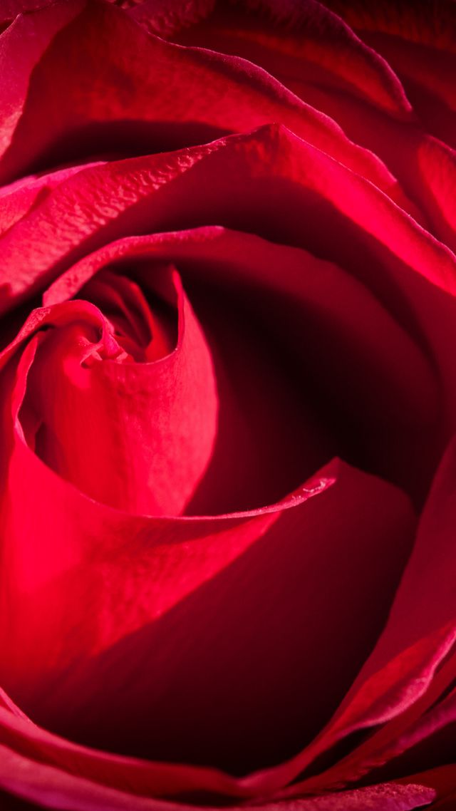 Роза, 4k, 5k, красный, макро, цветы, Rose, 4k, 5k wallpaper, red, macro, flowers (vertical)