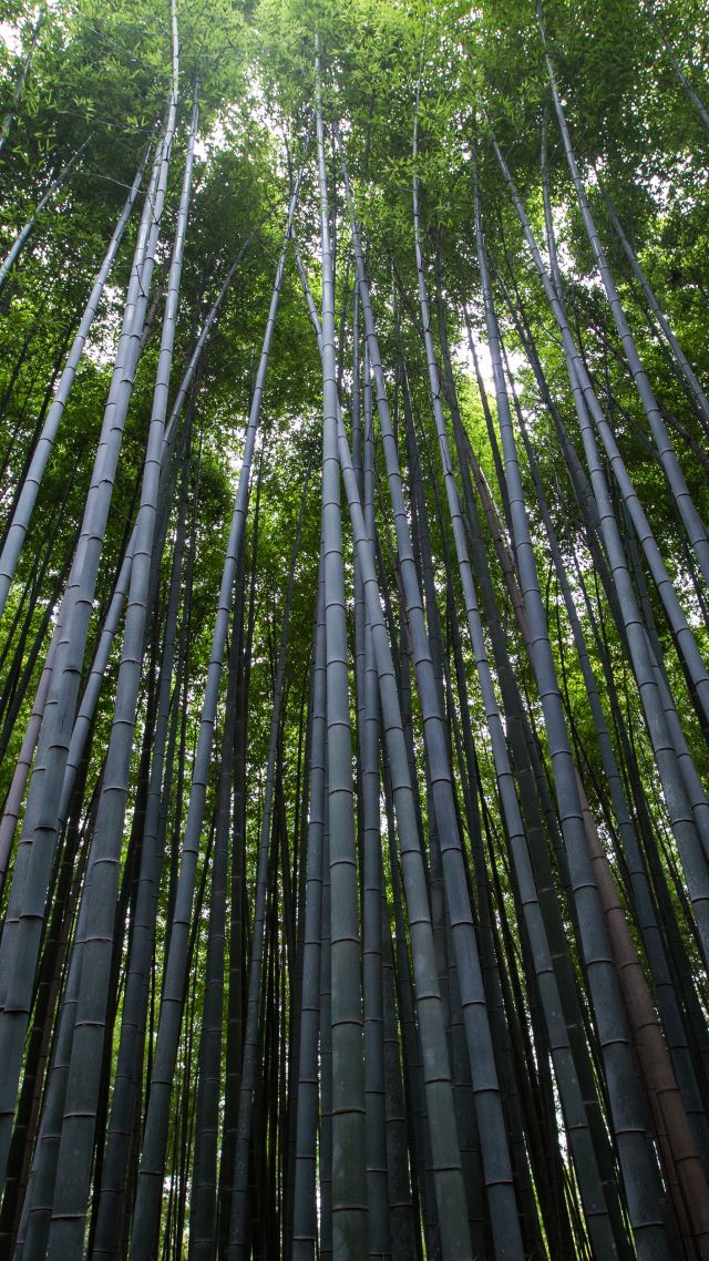 Лес, 4k, 5k, 8k, деревья, зеленый, бамбук, Forest, 4k, 5k wallpaper, 8k, trees, green, bamboo (vertical)