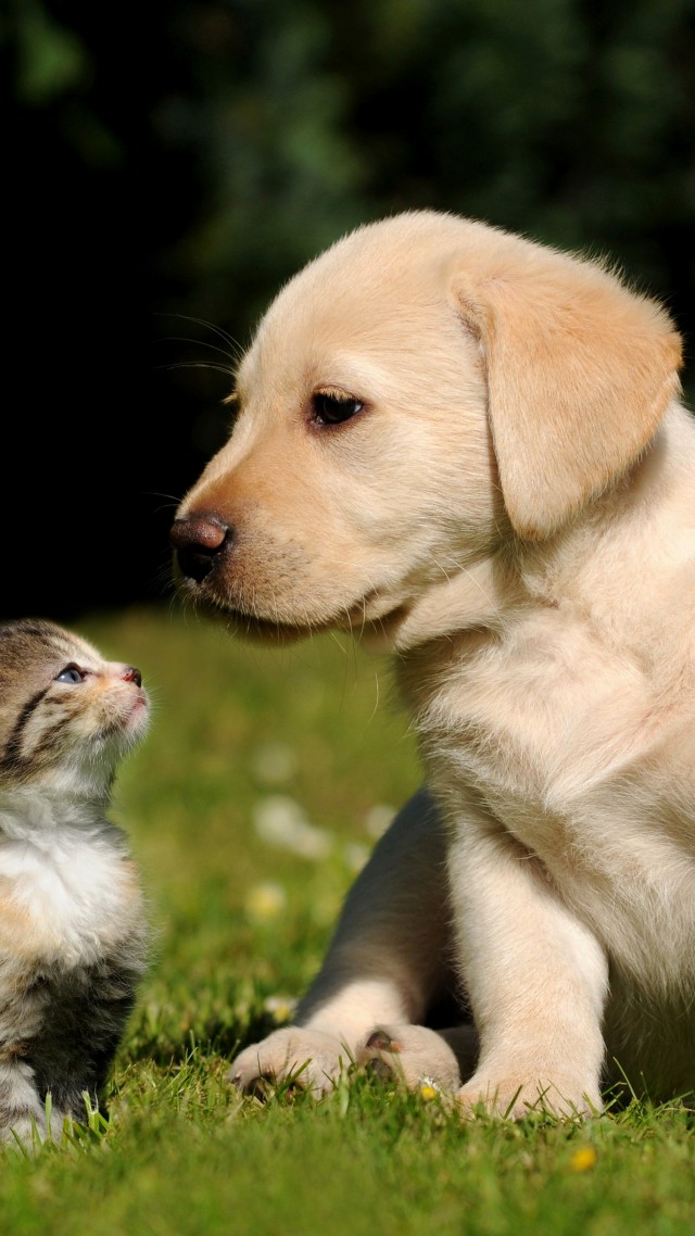 друзья, кошка, собака, щенок. котенок, зеленая, трава, солнечный день, мило, питомцы, Friends, cat, dog, puppy, kitty, green, grass, sunny day, cute, pet (vertical)