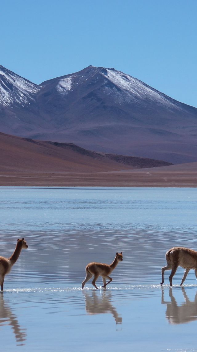 Лама, Лагуна-Бланка, Боливия, горы, Lama, Laguna Blanca, Bolivia, mountains (vertical)