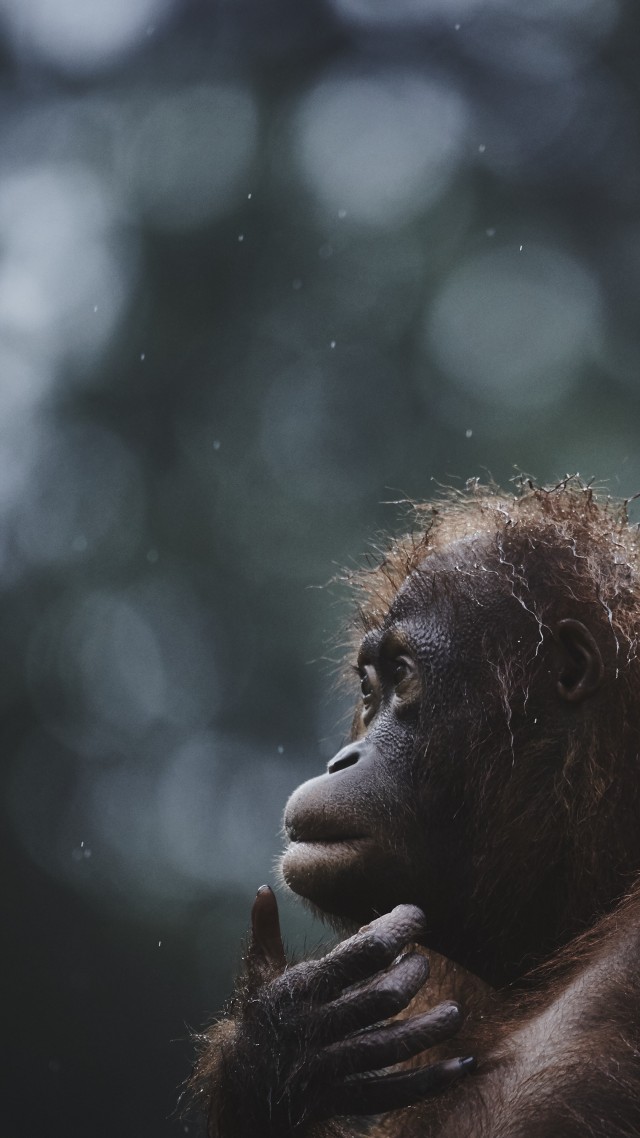 Орангутанг, Борнео, Малайзия, Orangutan, Borneo, Malaysia, wildlife, National Geographic Traveler Photo Contest (vertical)