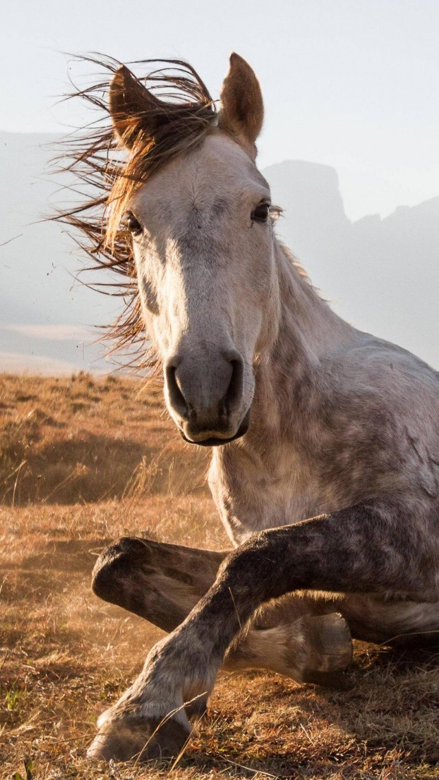 Лошадь, Сехлабатебе, Лесото, национальный парк, конь, Horse, Sehlabathebe National Park, Lesotho, National Geographic Traveler Photo Contest (vertical)