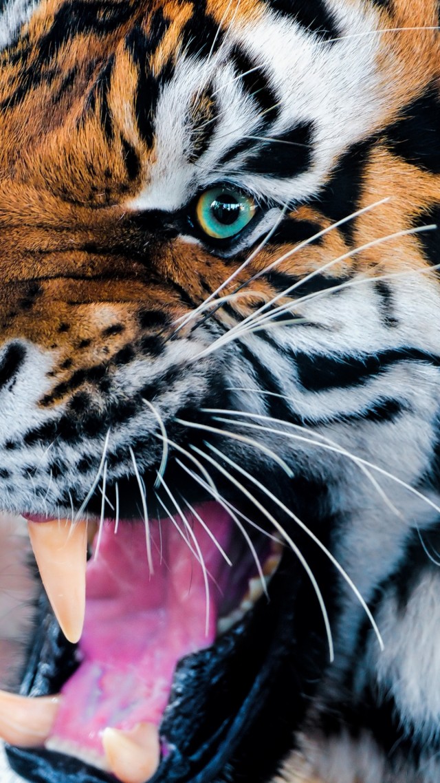 тигр, рычание, глаза, шерсть, Tiger, snarling, eyes, fur (vertical)