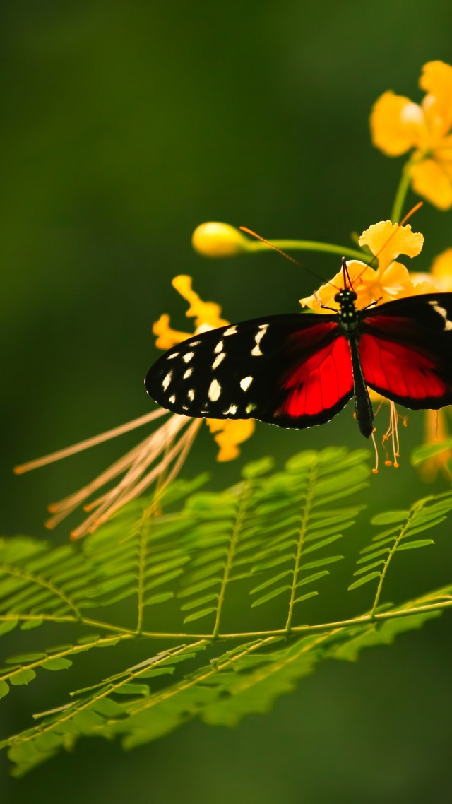 красивая бабочка, красные крылья, зеленый фон, дикая природа, желтые цветы, Beautiful Butterfly, red wings, green background, wild nature, yellow flowers, insects (vertical)